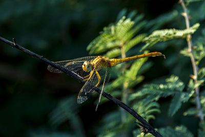 Close-up of insect on plant