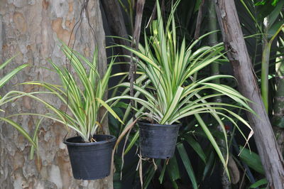 Plants growing on tree