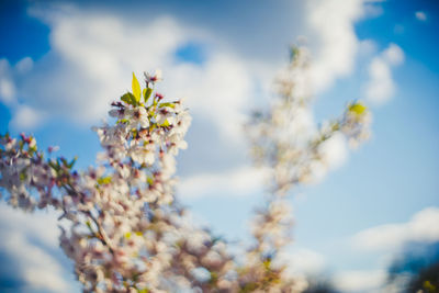 Close-up of flowers growing on plant against sky