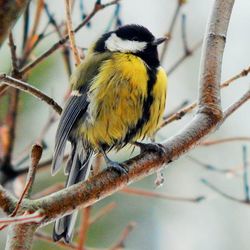 Close-up of bird perching on branch