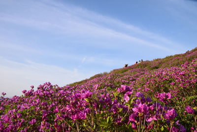 Pink flowering plants on field against sky