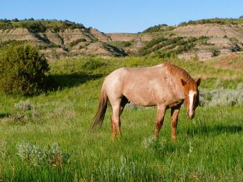 Horses in a field