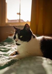 Close-up of cat on bed at home
