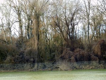 Bare trees in forest