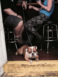 Low section of friends sitting in cafe with english bulldog resting at doorway