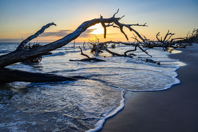 Driftwood on beach against sky during sunset