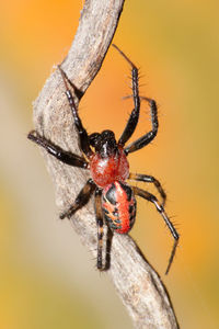 Close-up of spider