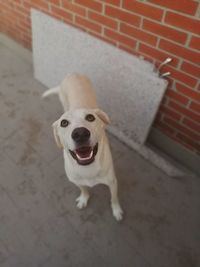 Portrait of dog standing on floor against wall