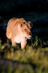 Lioness stalking 