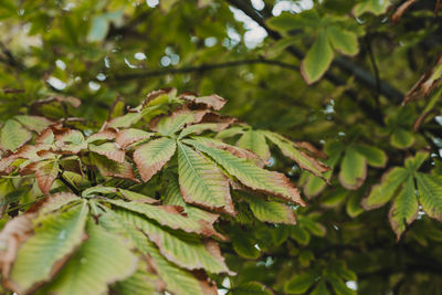 Close-up of leaves on tree