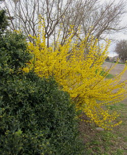 Yellow flowers on tree