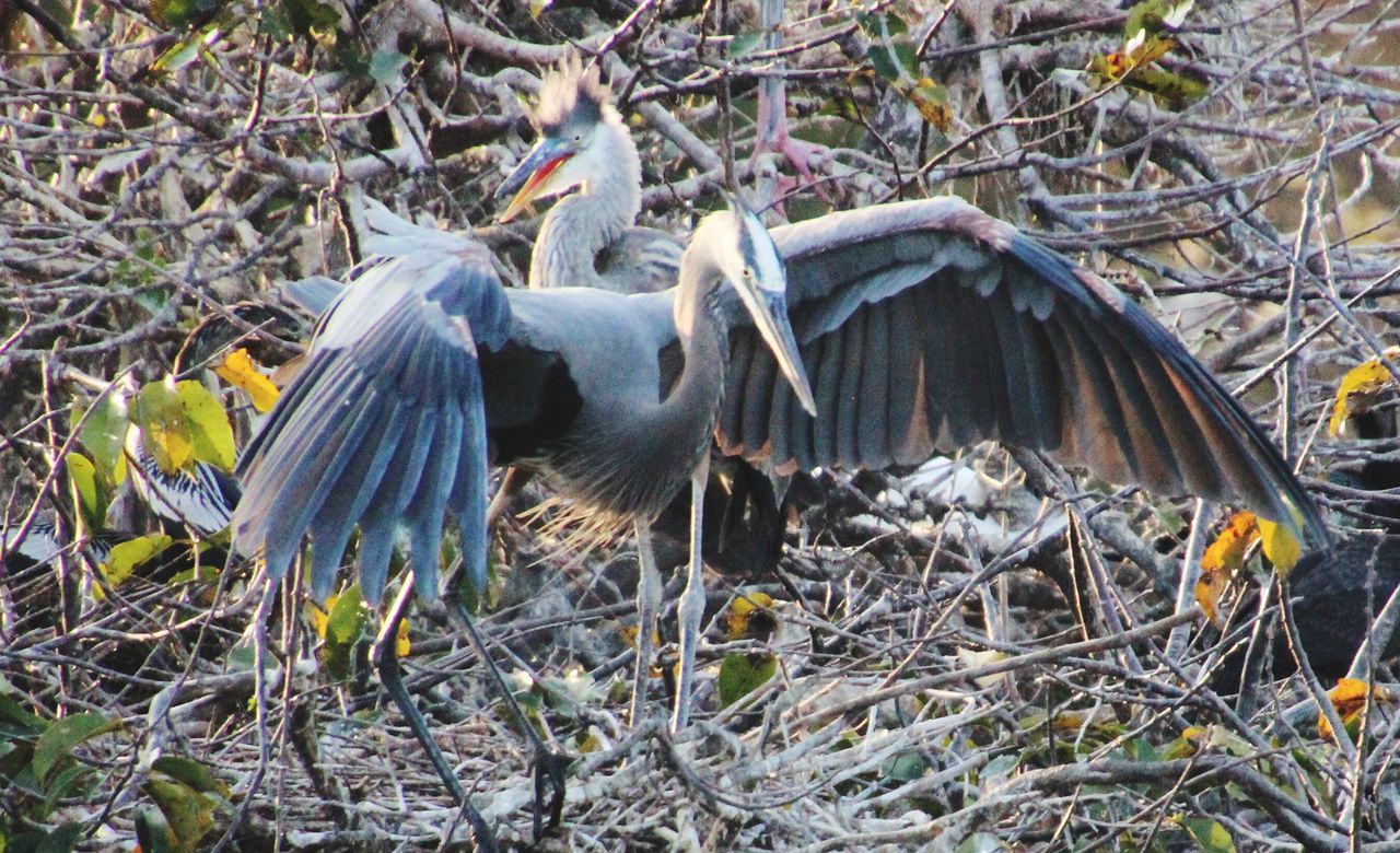 With wings spread blue herons