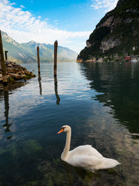 Swan swimming on lake against sky