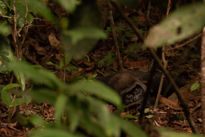 Gorilla tracking photos from gabon