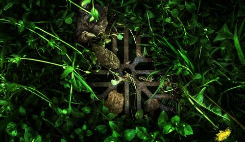 High angle view of plants growing on field