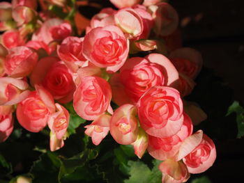 Close-up of pink roses