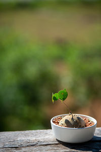 Close-up of tea on table