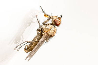 Close-up of insect against white background