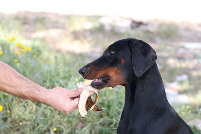 Close-up of a hand holding a dog