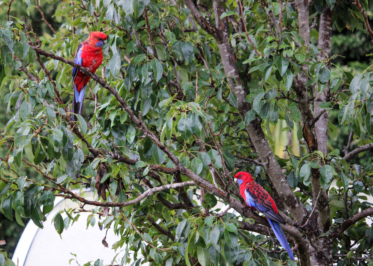 BIRD PERCHING ON A BRANCH