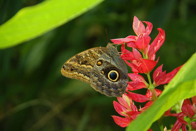 Close-up of butterfly on red flower