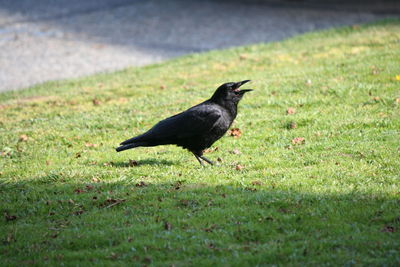 Close-up of bird on field