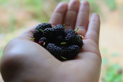 Close-up of hand holding fruit