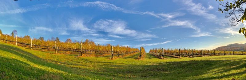 Panoramic view of vine rows in a vineyard against sky