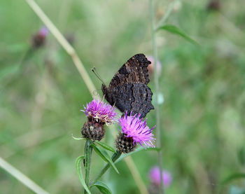 Close-up of butterfly pollinating on purple flower