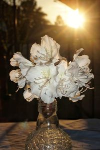 Close-up of rose flower vase on table