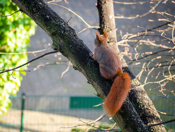Squirrel on tree branch
