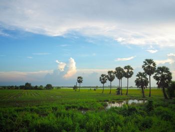 Scenic view of agricultural field against sky