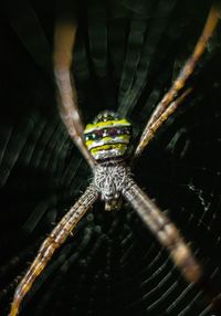 Close-up of spider on web