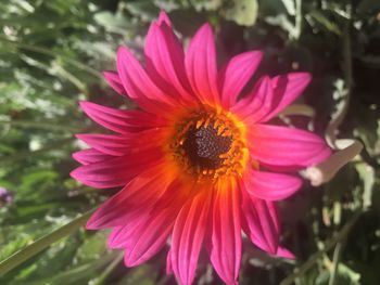 Close-up of pink flower