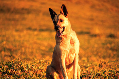 Portrait of dog sitting on field