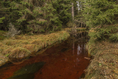 Scenic view of forest