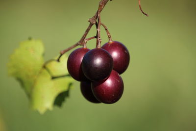 Close-up of cherries on tree