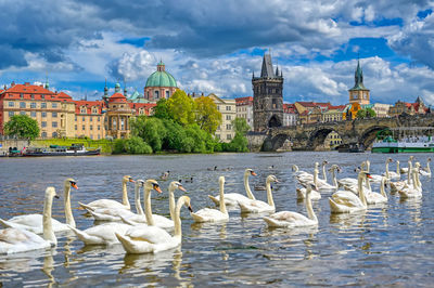 Flock of birds in water