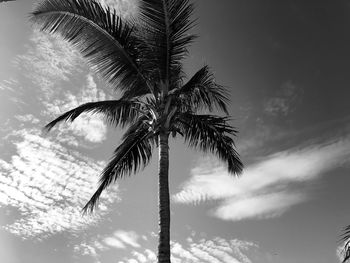Low angle view of palm tree against sky