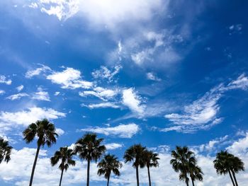 Low angle view of palm trees against blue sky