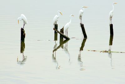 Great egrets perching on wooden posts over lake