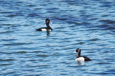 Ducks swimming in lake