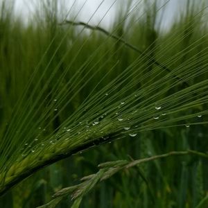 Close-up of wet spider web on grass