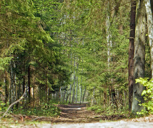 Pine trees in forest