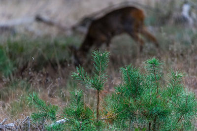 Close-up of lizard on tree