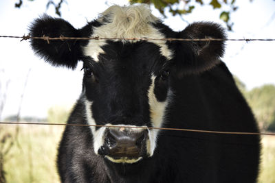 Close-up of black horse on field