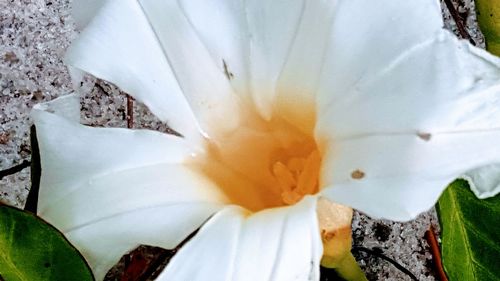 Close-up of flower