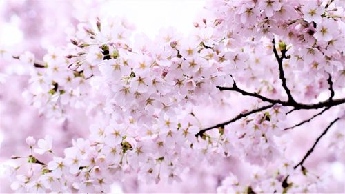 Close-up of cherry blossoms in spring