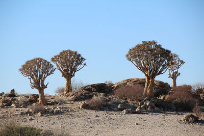 Trees on desert against clear sky