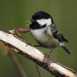 Close-up of bird perching on branch